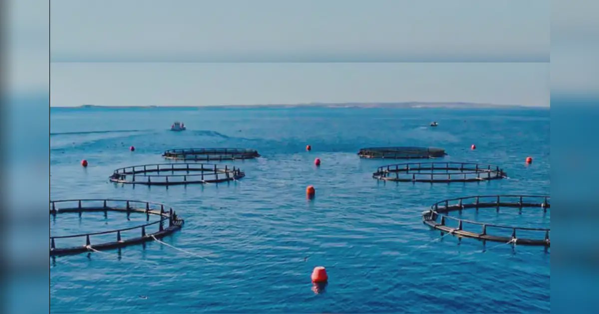 New Abu Dhabi aquaculture project targets 30,000 tonnes of seafood a year